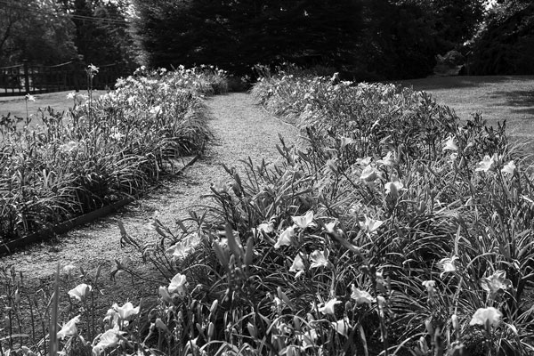 A winding path is lined by lilies at Berkshire Botanical Garden, which recently expanded its land area for the first time in its nearly 90-year history. Susan Sabino photo