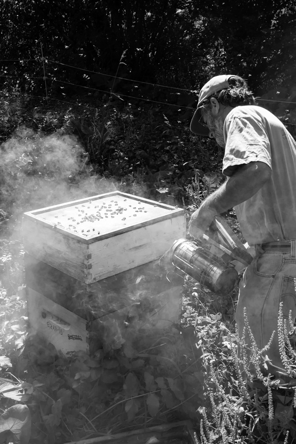 Ross Conrad, a former president of the Vermont Beekeepers Association, works with his bees in this file photo taken in 2015 at Dancing Bee Gardens in the town of Cornwall, Vt. Joan K. Lentini photo