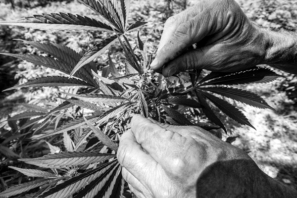 A closeup of a hemp plant at Slack Hollow Farm in Argyle, N.Y. photo by Joan K. Lentini