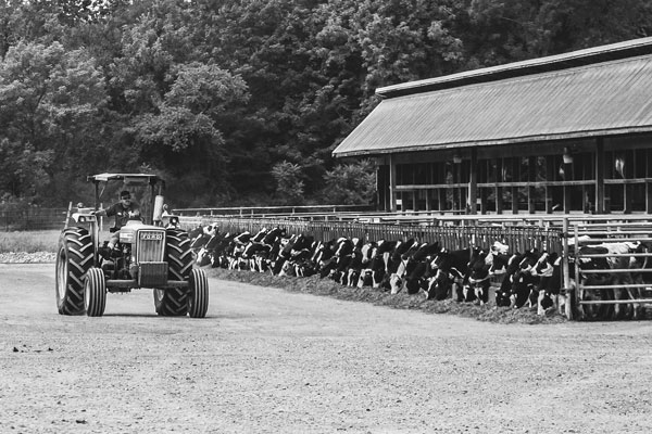 

Roman Chaidez drives a tractor past the heifer facility he manages for Walker Farms LLC in Fort Ann, N.Y. Joan K. Lentini photo