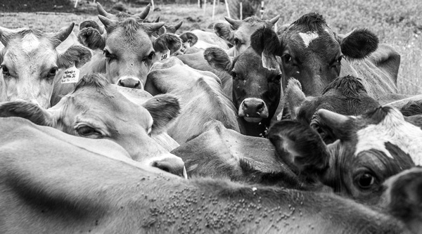 Several dozen organic dairy farms in Vermont and upstate New York, including 17 in Washington County alone, are looking for new buyers for their milk after Danone, the multinational corporation that owns the Horizon Organic brand, announced it will stop buying from them next summer. Joan K. Lentini file photo Several dozen organic dairy farms in Vermont and upstate New York, including 17 in Washington County alone, are looking for new buyers for their milk after Danone, the multinational corporation that owns the Horizon Organic brand, announced it will stop buying from them next summer. Joan K. Lentini file photo