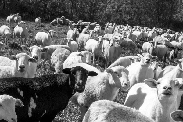 The sheep at Studio Hill Farm in Shaftsbury, Vt., are rotated frequently to new grazing areas. Photo by Joan K. Lentini