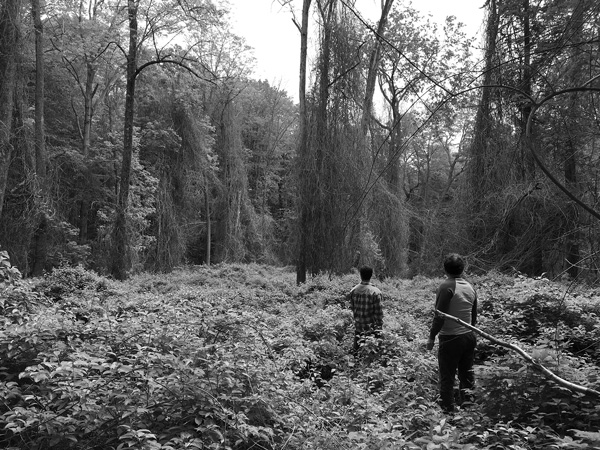 Bruce Winn and Elia del Molino of the Berkshire Environmental Action Team stand amid a large patch of hardy kiwi at Burbank Park in Pittsfield. The group has organized a volunteer effort to control the invasive species without the use of herbicides like glyphosate. Hardy kiwi’s vines are powerful enough to pull down trees, but the vines visible on the trees here have been clipped. Photo courtesy of Berkshire Environmental Action Team